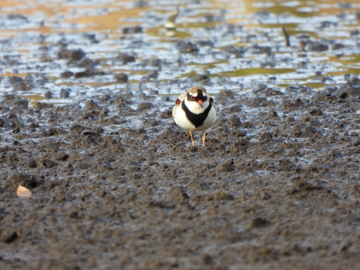 Black-fronted Dotterel - ML620701247