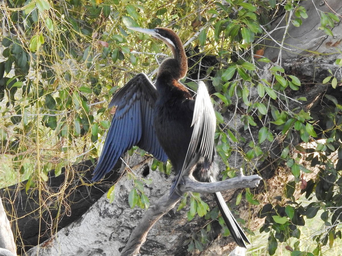 Afrika-Schlangenhalsvogel - ML620701248