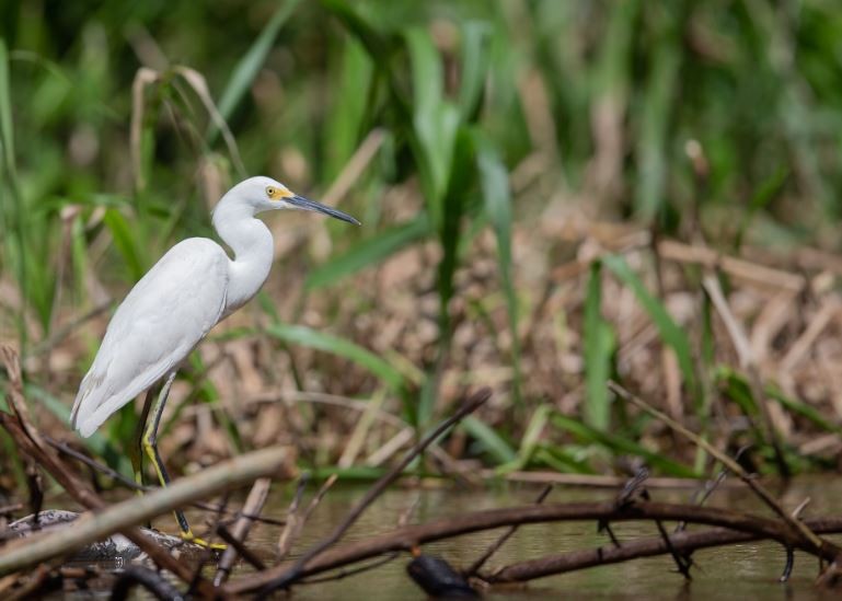 Snowy Egret - ML620701252