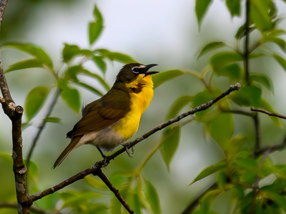 Yellow-breasted Chat - ML620701253