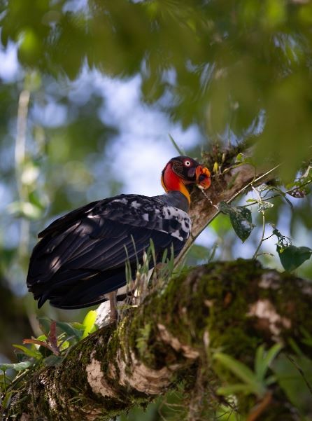 King Vulture - ML620701254