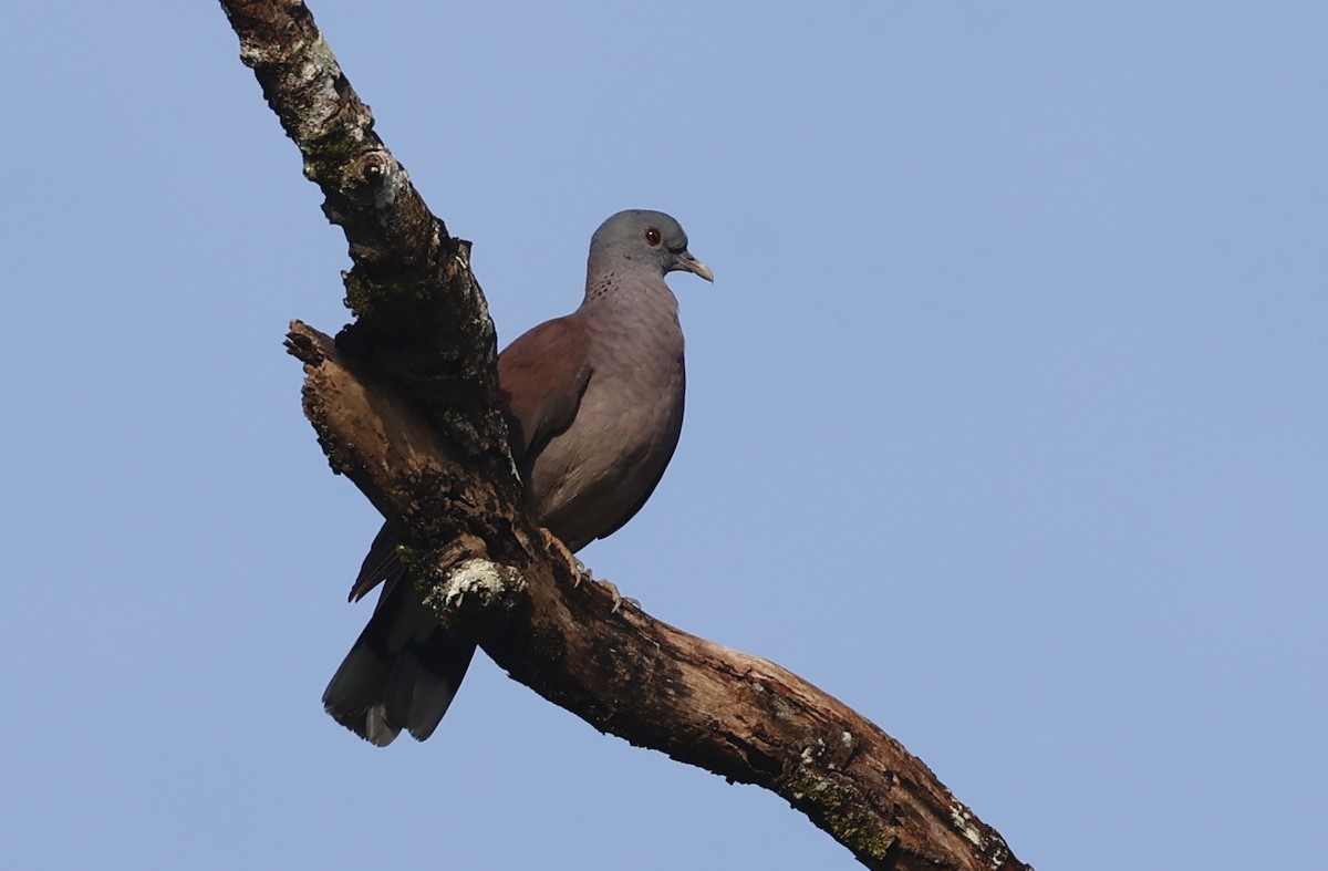 Pigeon de Madagascar - ML620701255