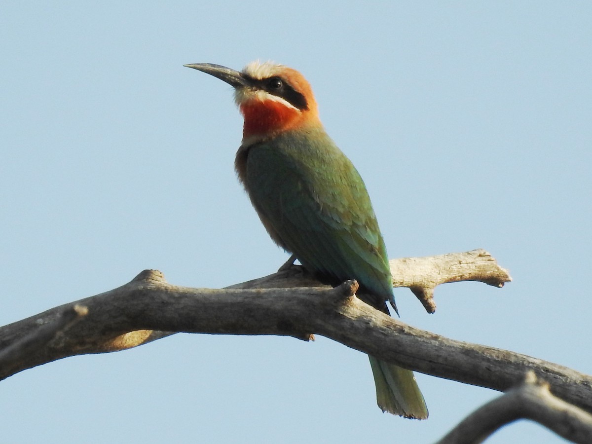 White-fronted Bee-eater - ML620701258