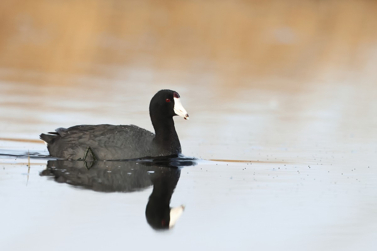 American Coot - ML620701263