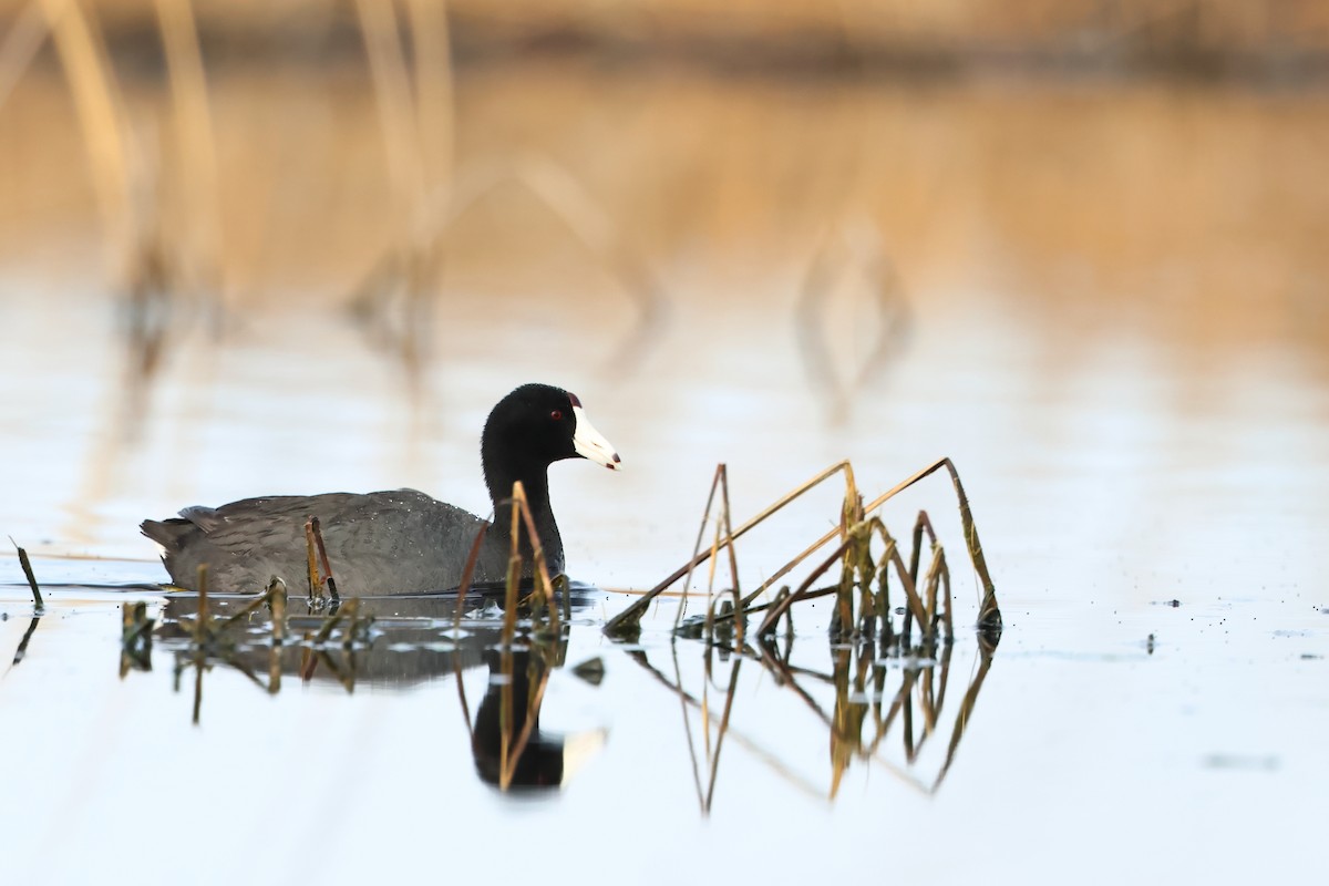 American Coot - ML620701264