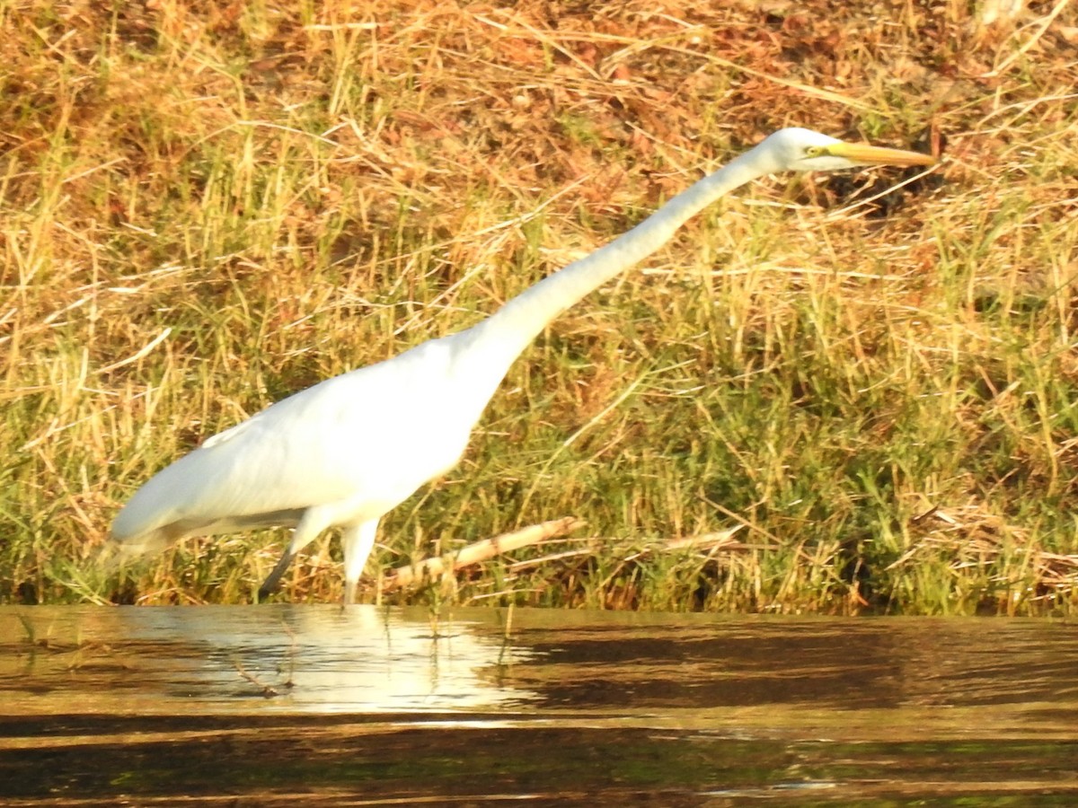 Great Egret - ML620701265