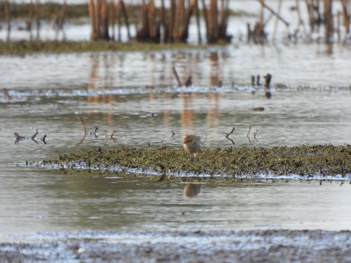 Little Grassbird - ML620701266