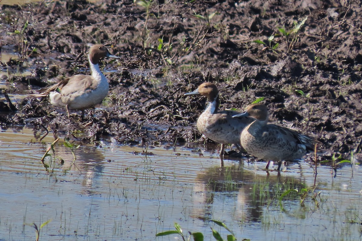 Northern Pintail - ML620701267