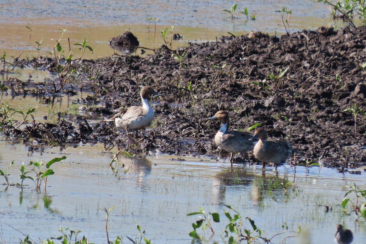 Northern Pintail - ML620701268