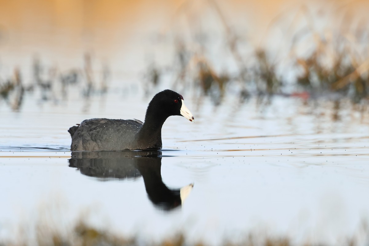 American Coot - ML620701271