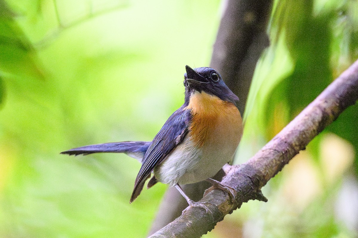 Indochinese Blue Flycatcher - ML620701272