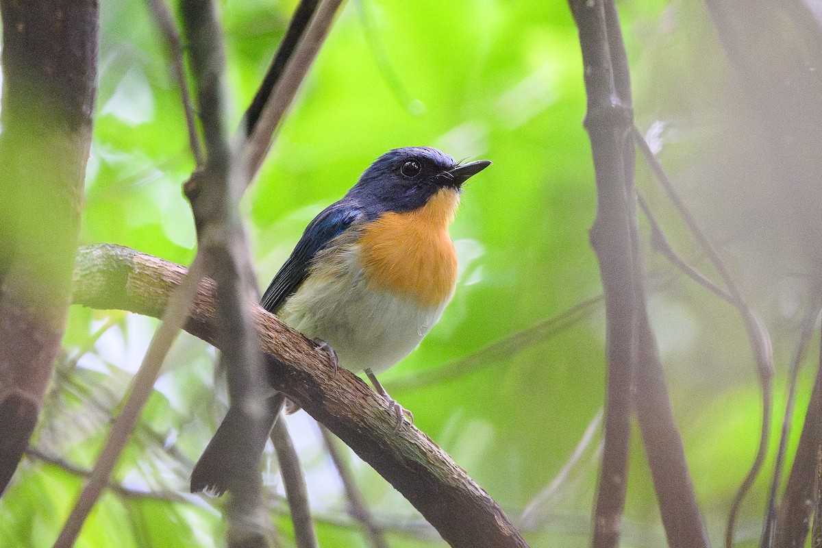 Indochinese Blue Flycatcher - ML620701274