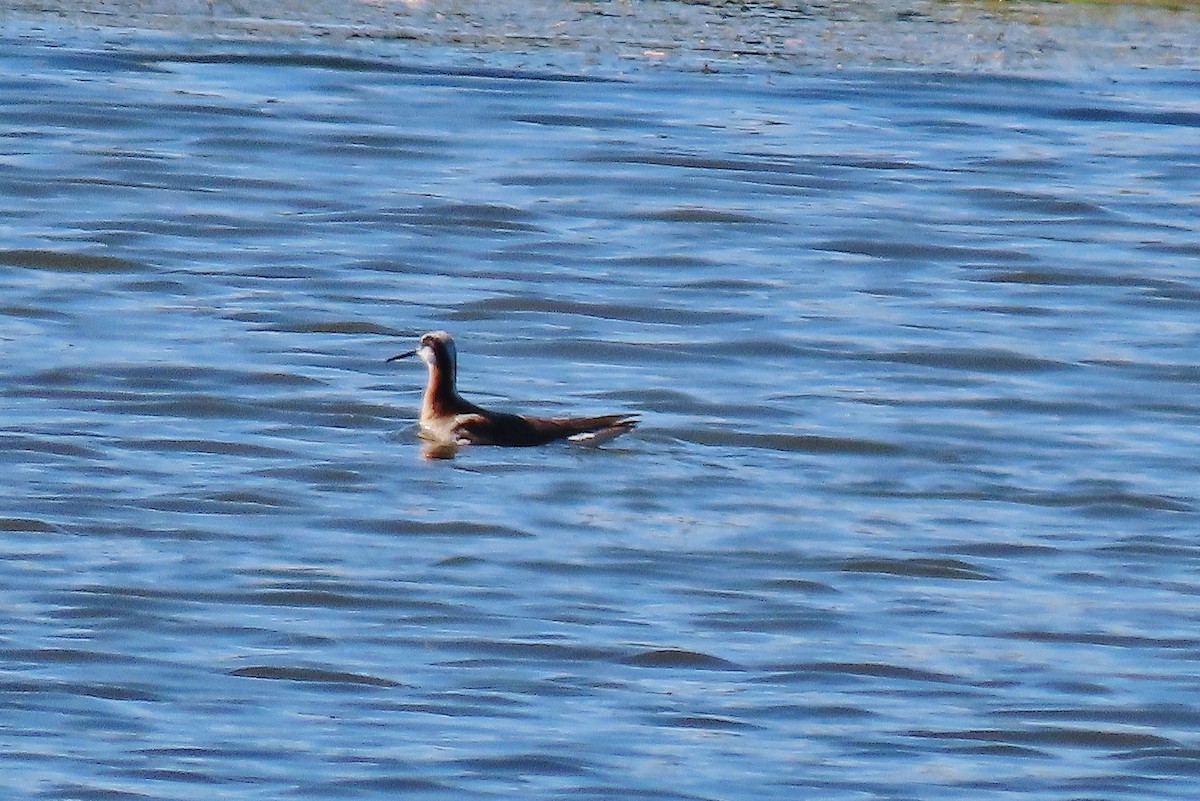 Wilson's Phalarope - ML620701281