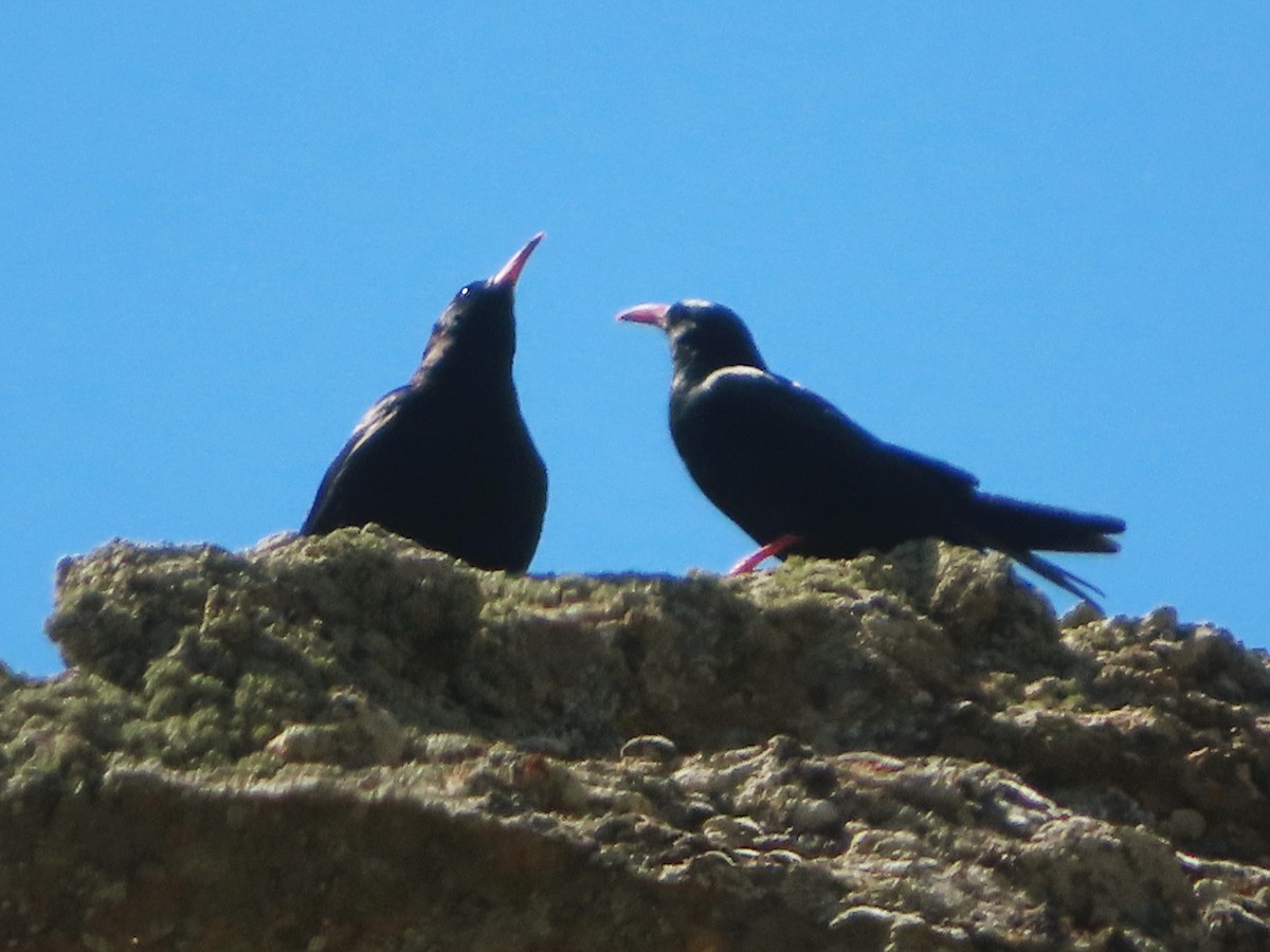 Red-billed Chough - ML620701287