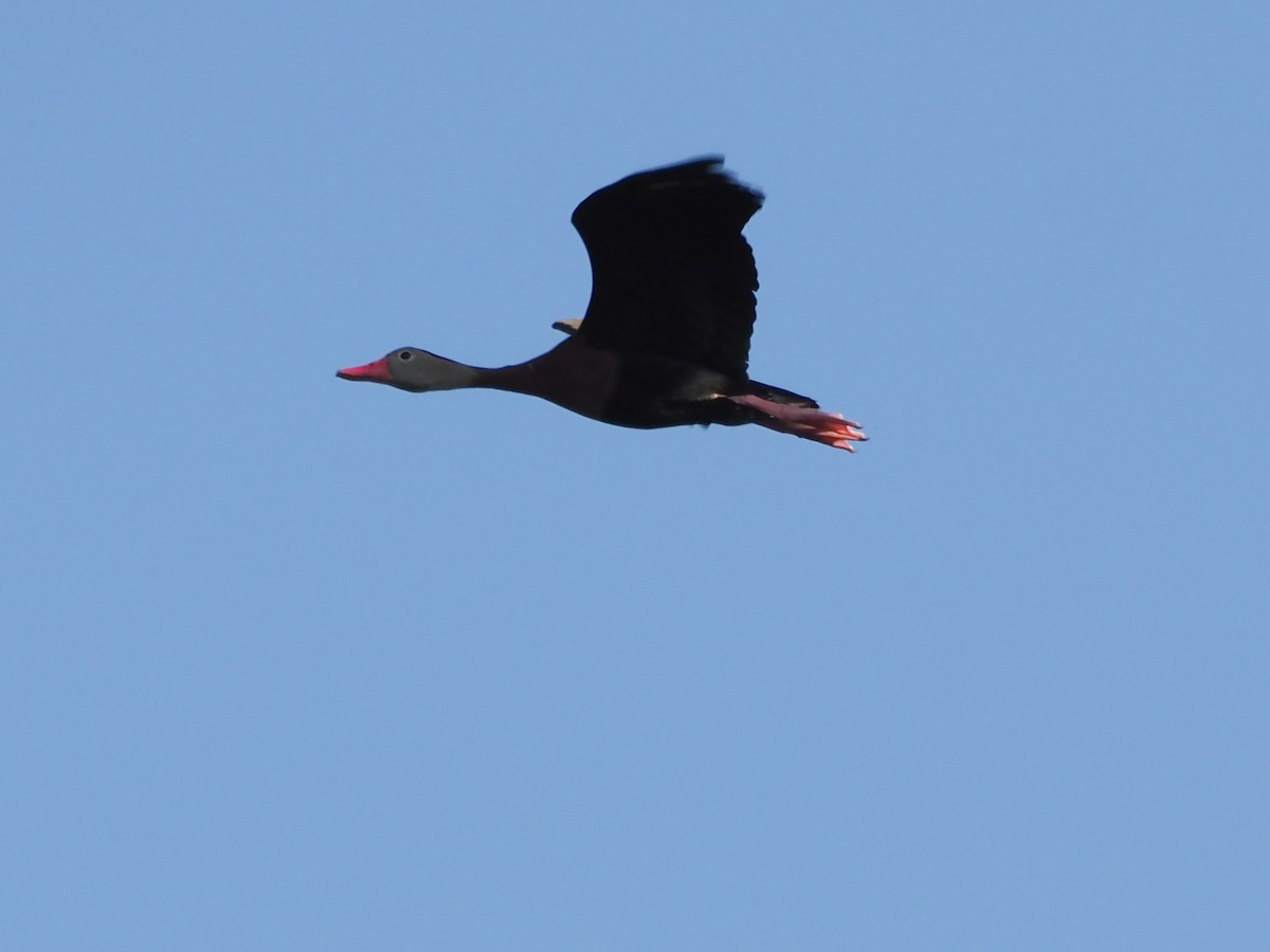 Black-bellied Whistling-Duck - ML620701291