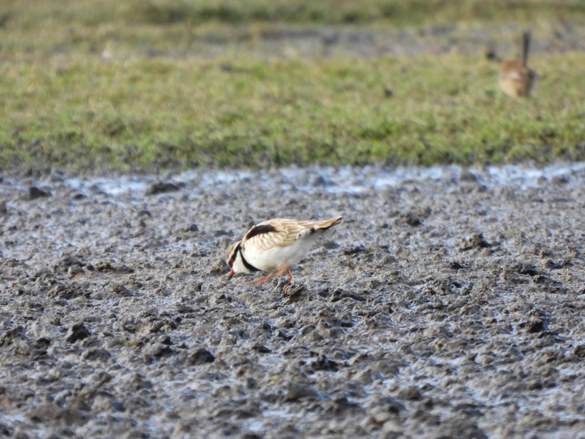 Black-fronted Dotterel - ML620701292