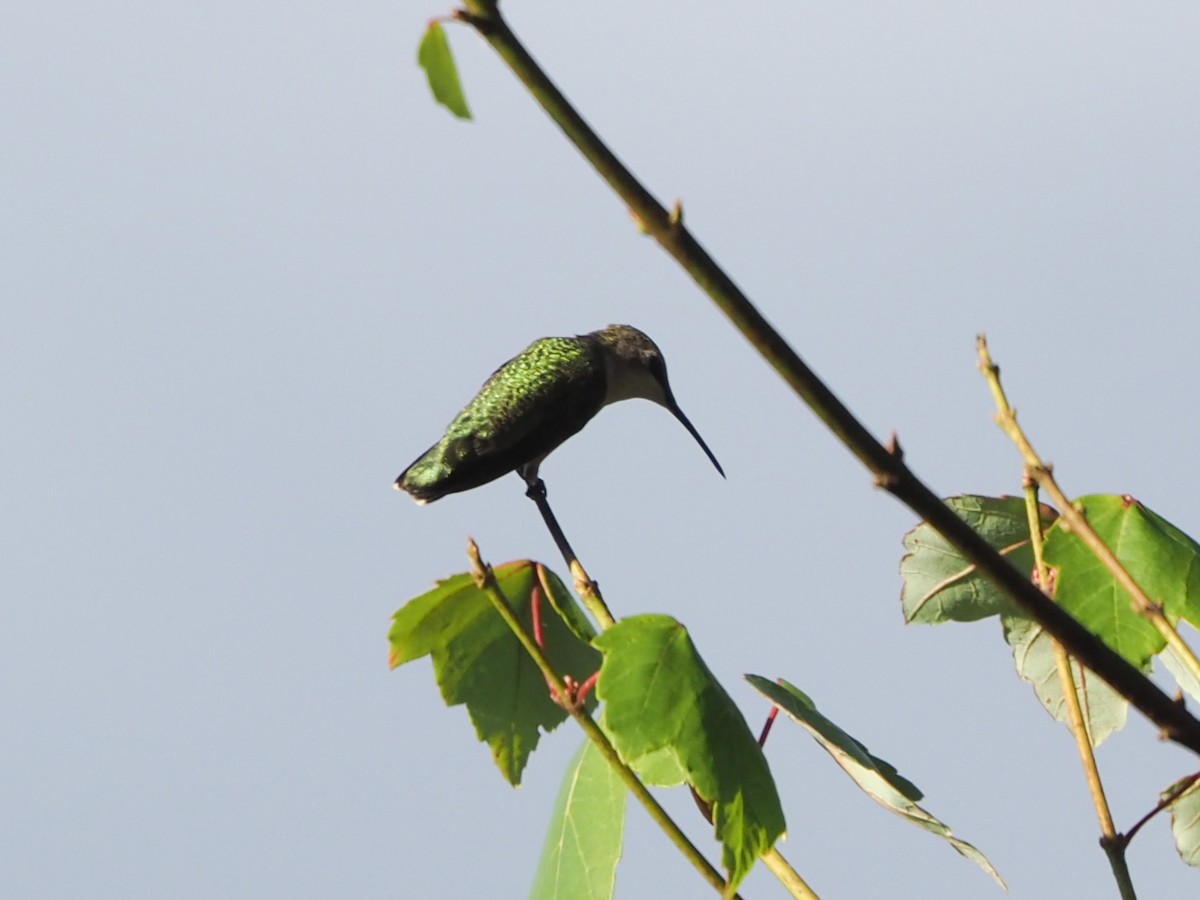 Ruby-throated Hummingbird - ML620701294