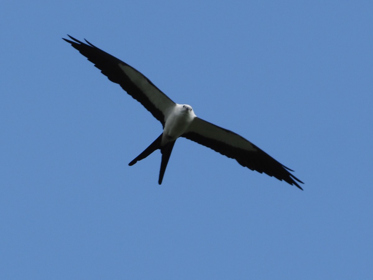 Swallow-tailed Kite - ML620701297