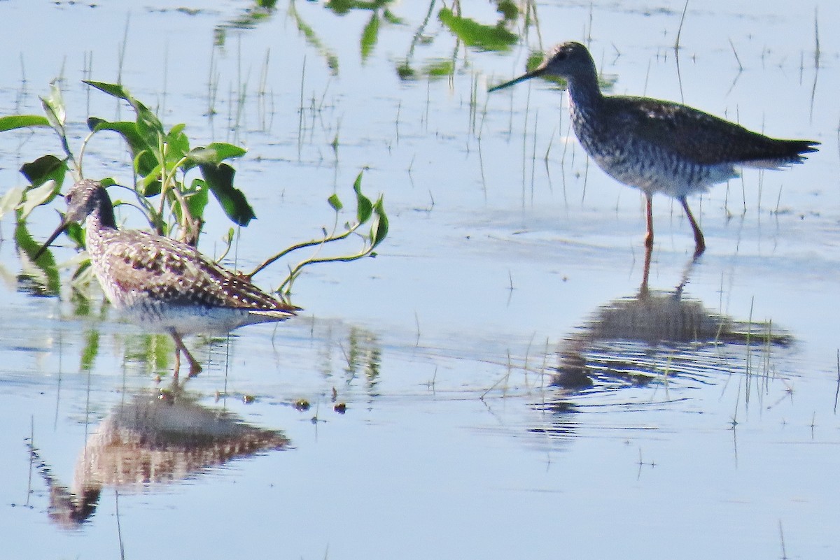 Greater Yellowlegs - ML620701298