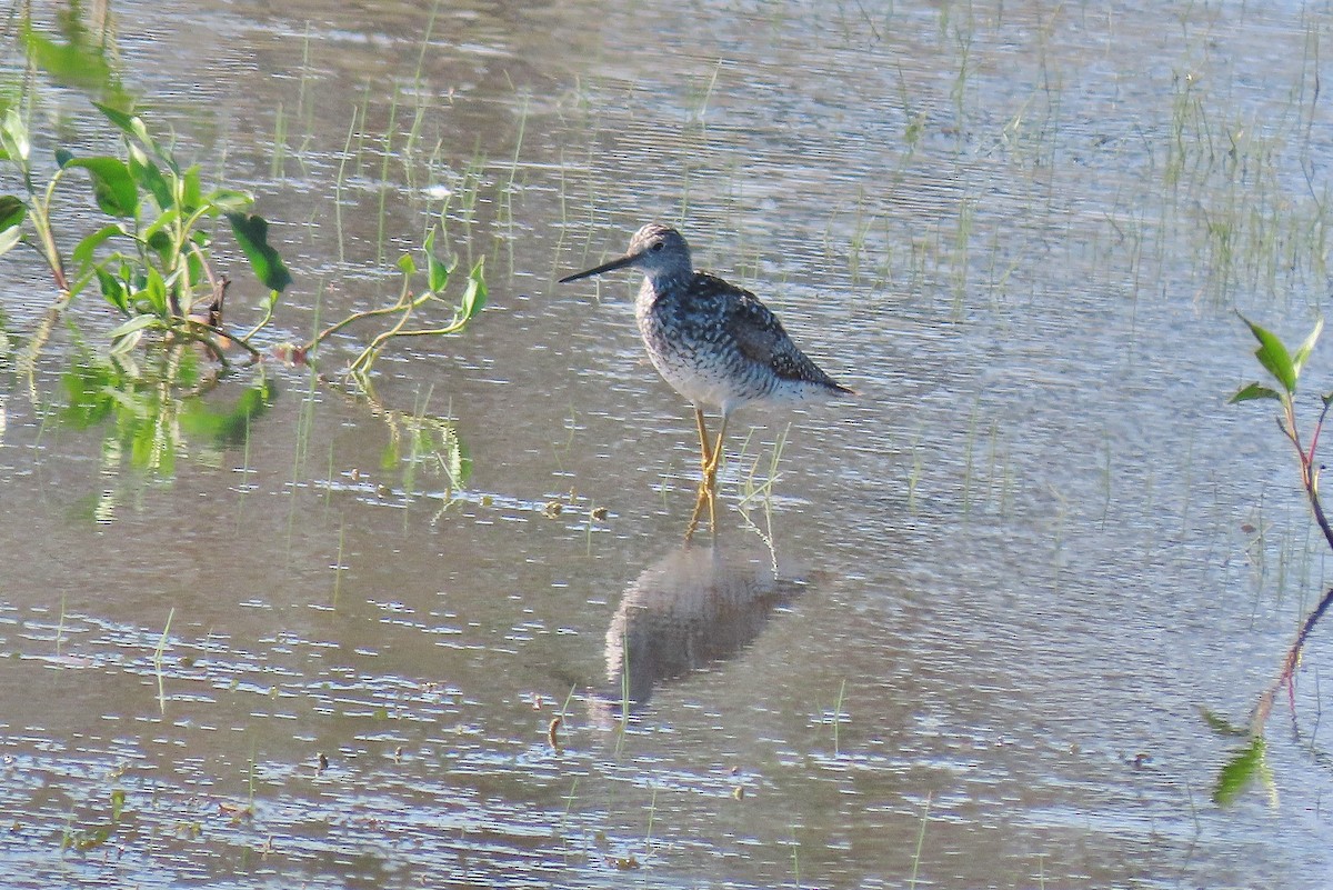 Greater Yellowlegs - ML620701301