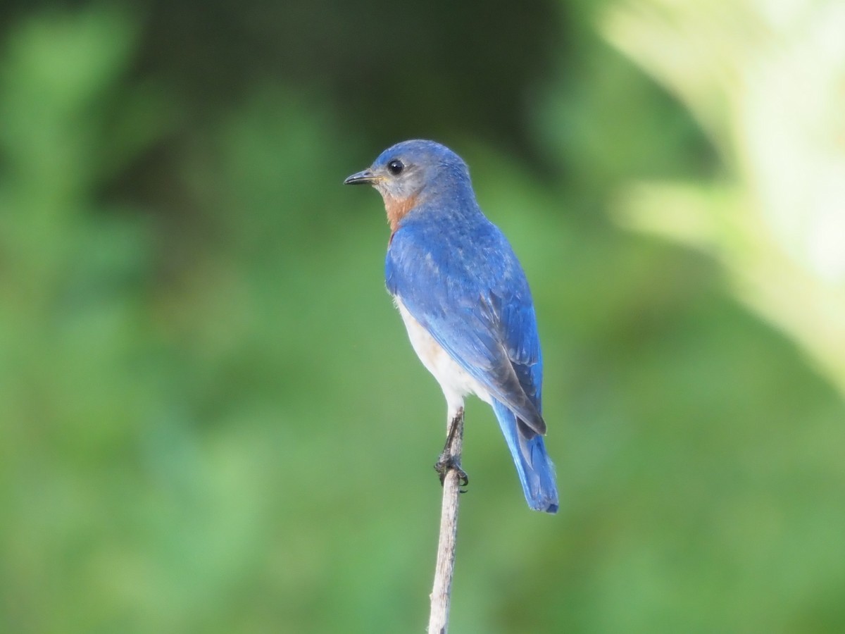 Eastern Bluebird - ML620701304