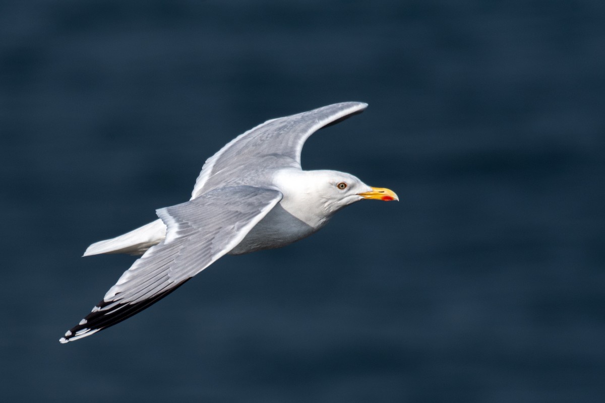 Herring Gull - ML620701305