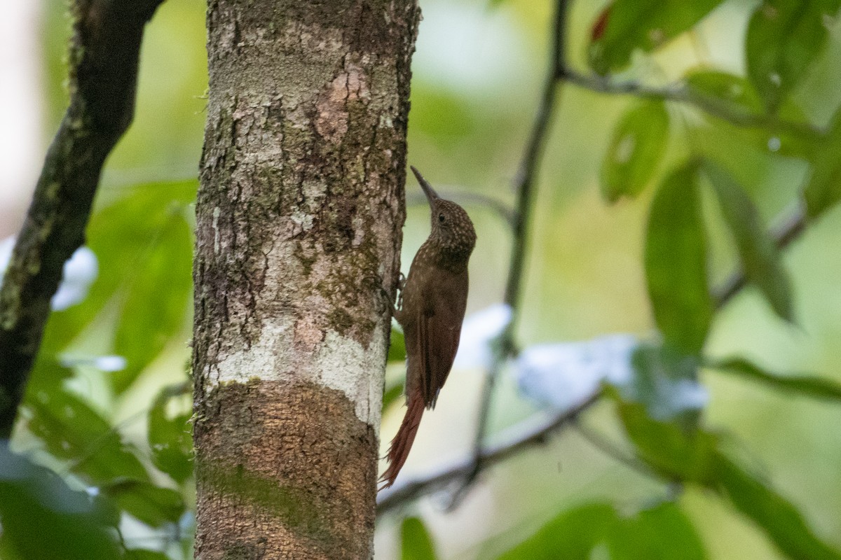 Ocellated Woodcreeper - Andre Moncrieff