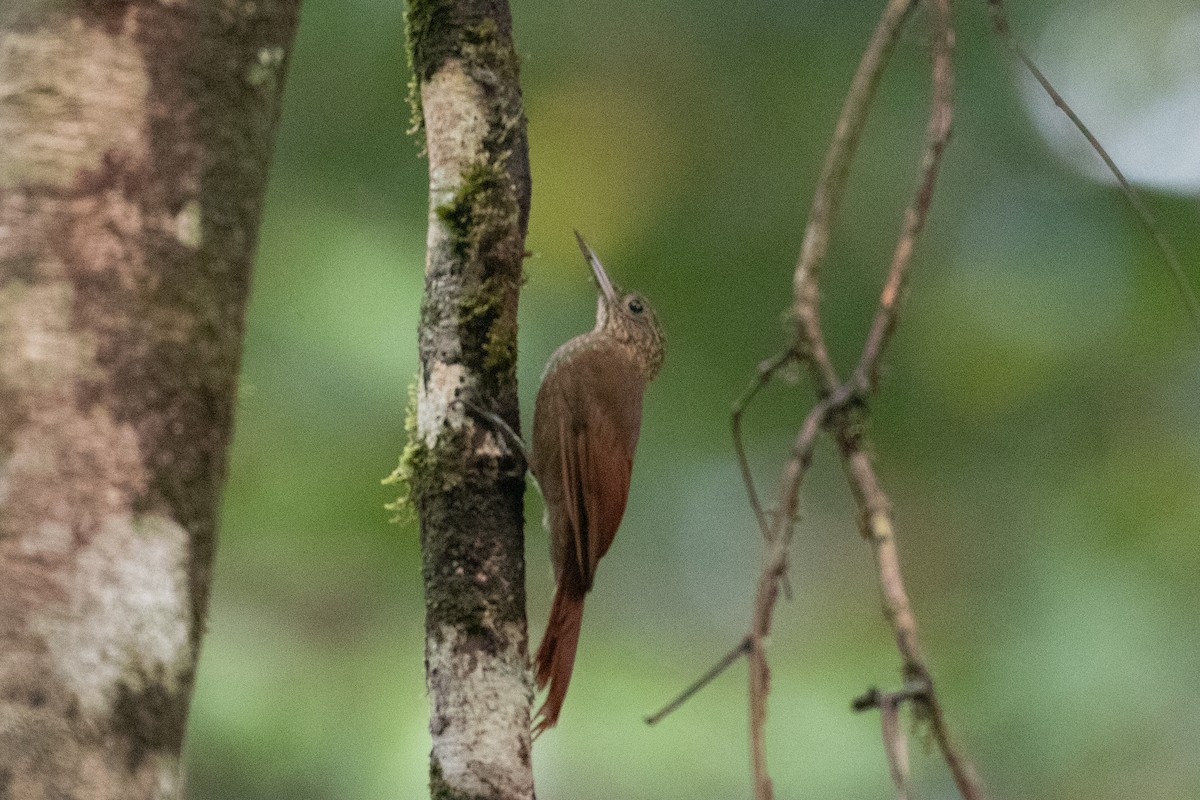 Ocellated Woodcreeper - ML620701313