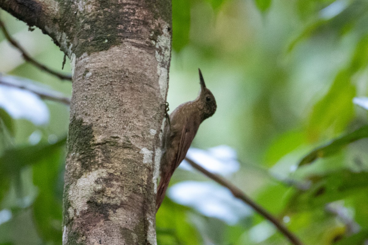 Ocellated Woodcreeper - ML620701314