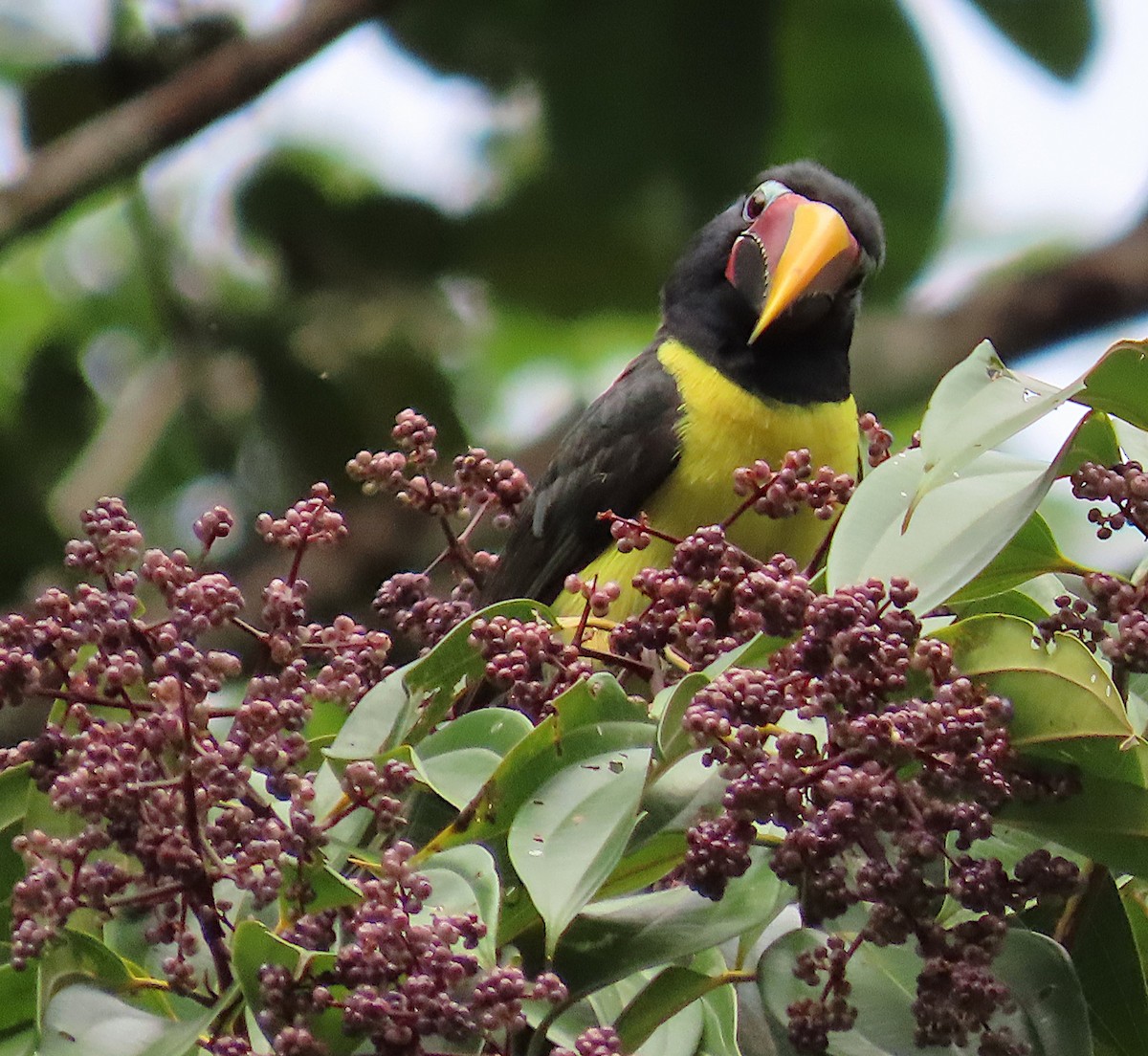 Green Aracari - ML620701316