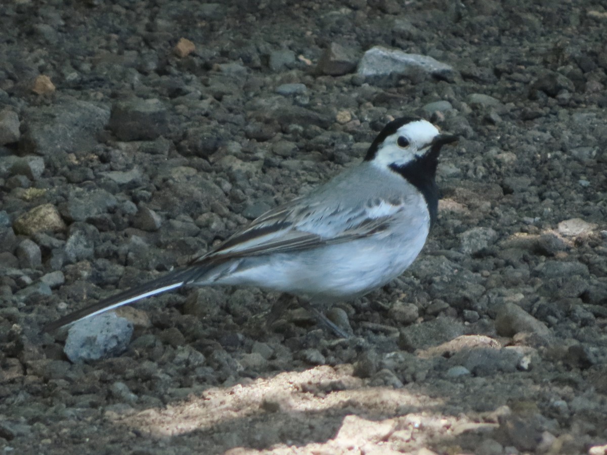 White Wagtail - ML620701318