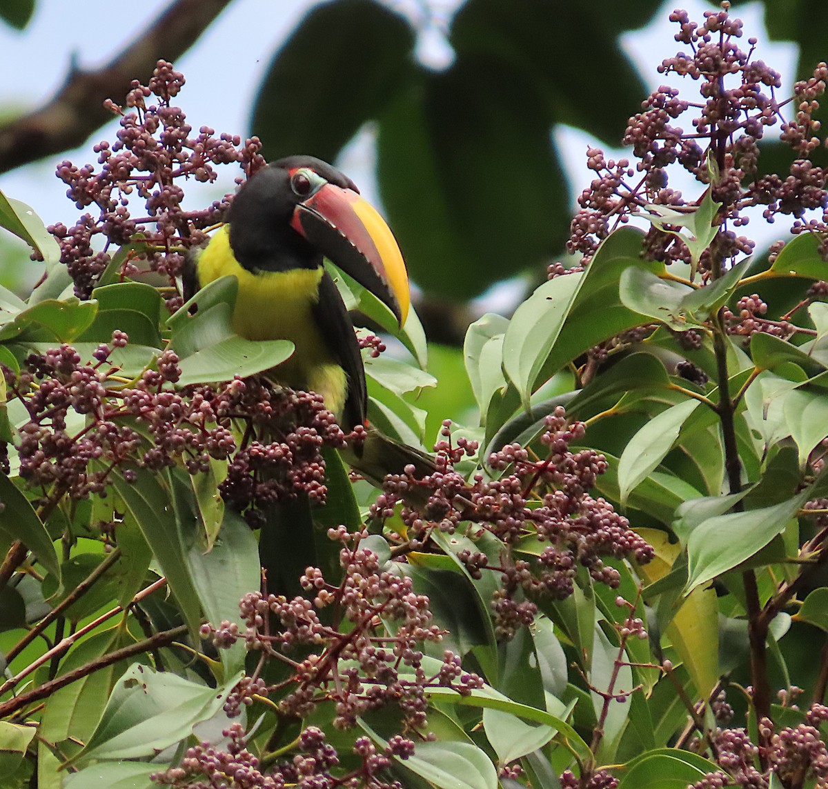 Green Aracari - ML620701319