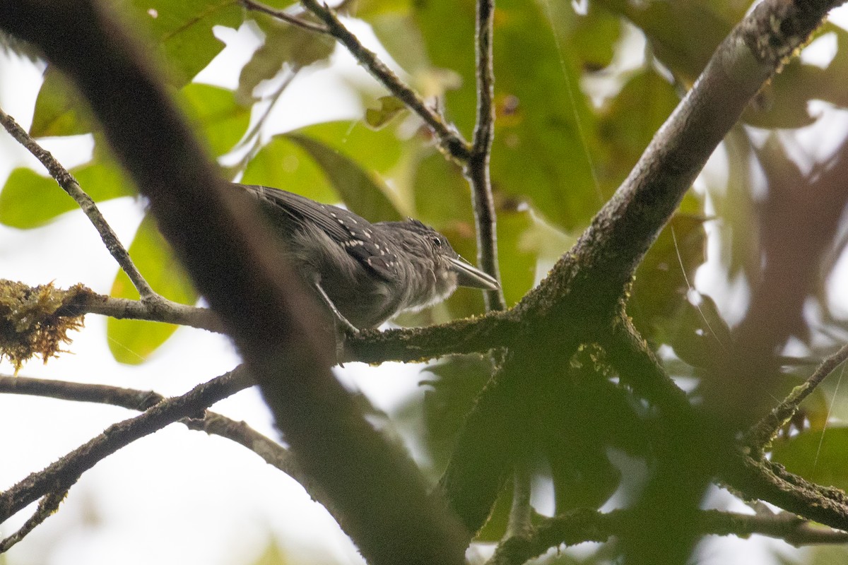 Spot-winged Antshrike - ML620701324