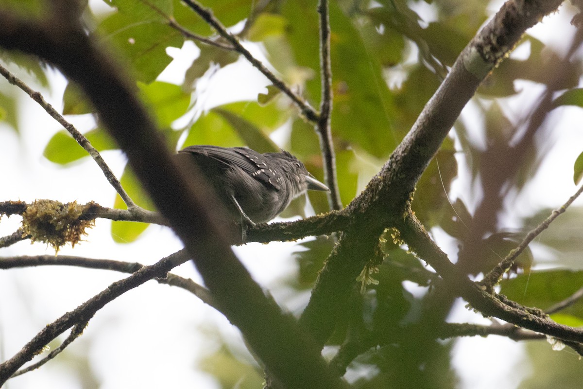 Spot-winged Antshrike - ML620701325