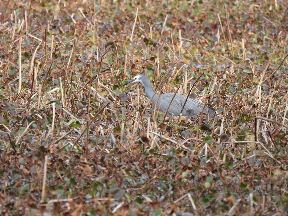 White-faced Heron - Jeffrey Crawley