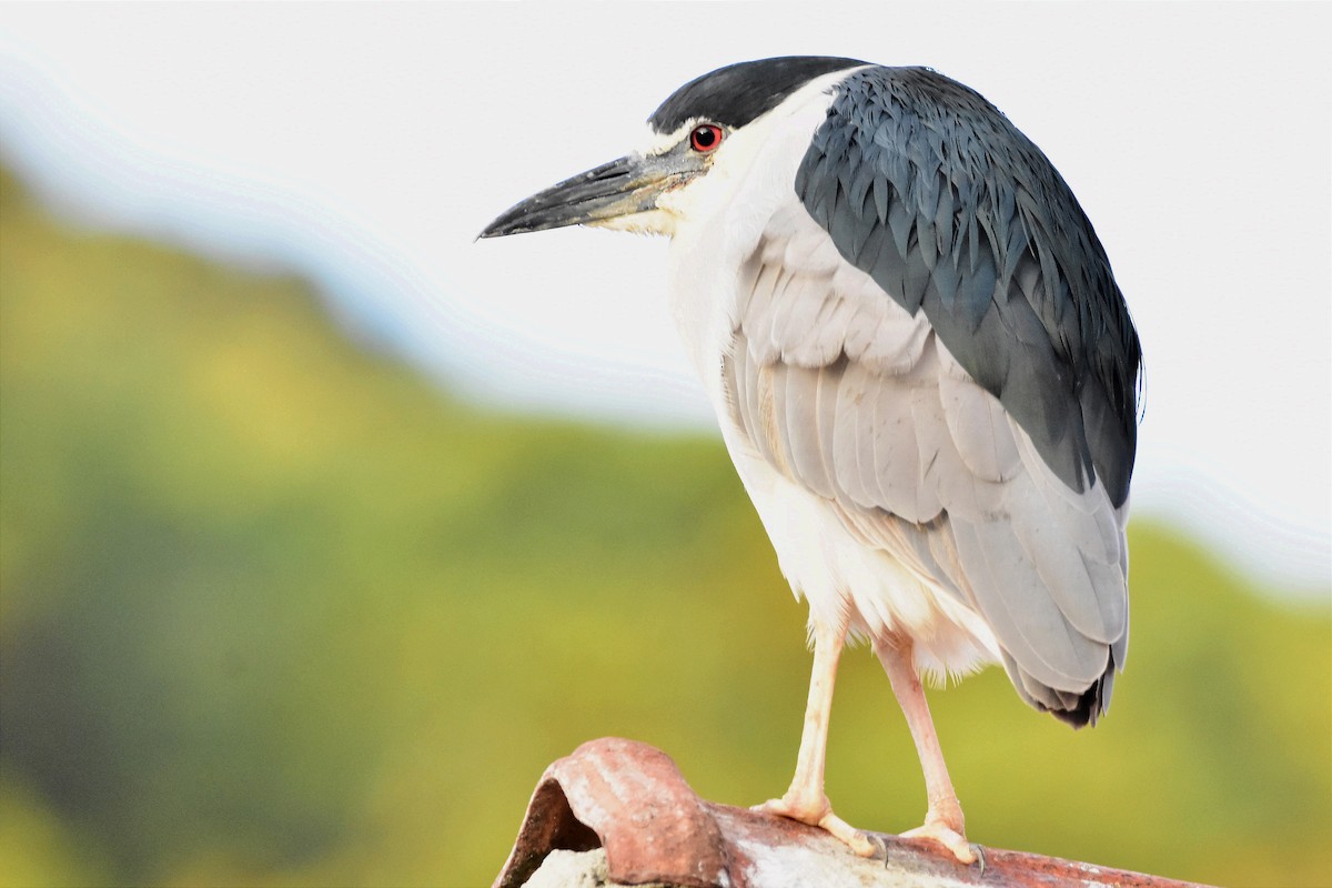 Black-crowned Night Heron - ML620701327