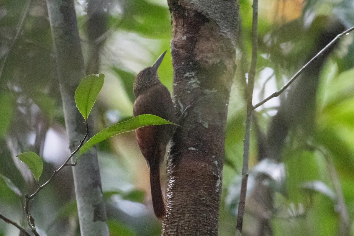 Ocellated Woodcreeper - ML620701329