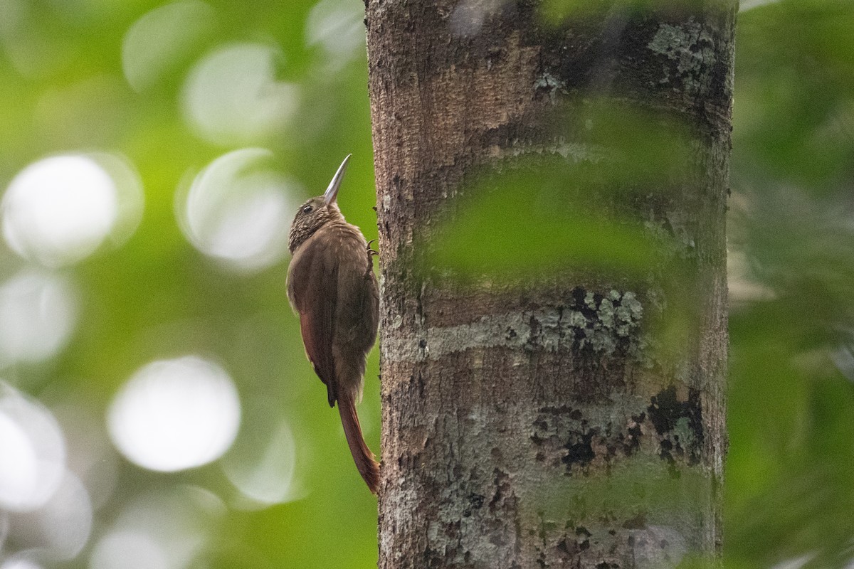 Ocellated Woodcreeper - Andre Moncrieff