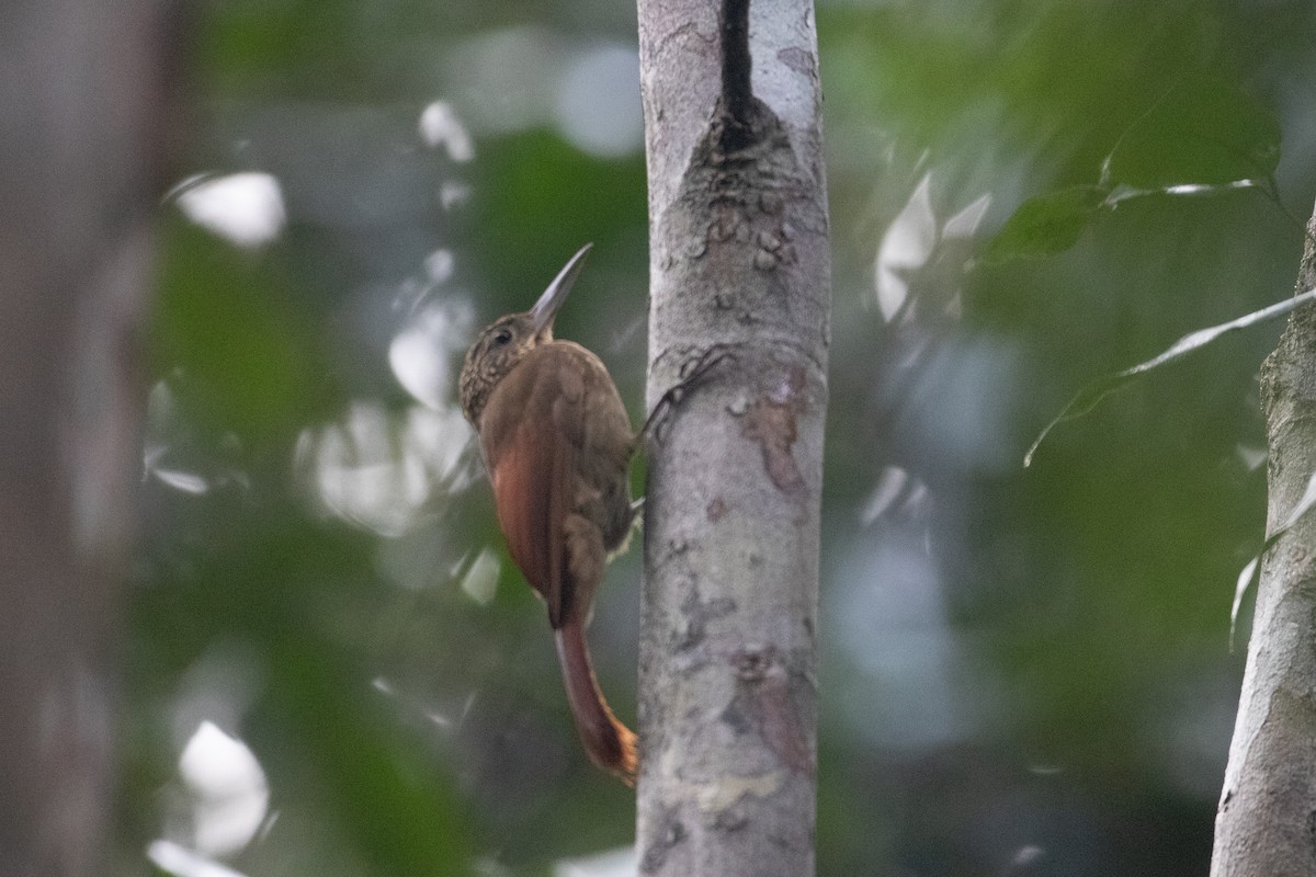 Ocellated Woodcreeper - ML620701333