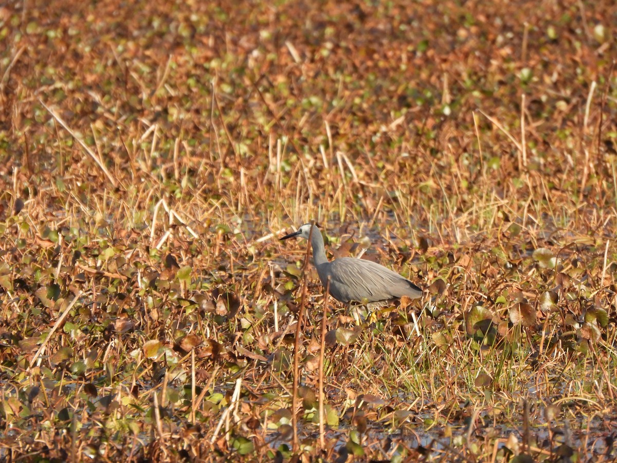 白臉鷺 - ML620701334