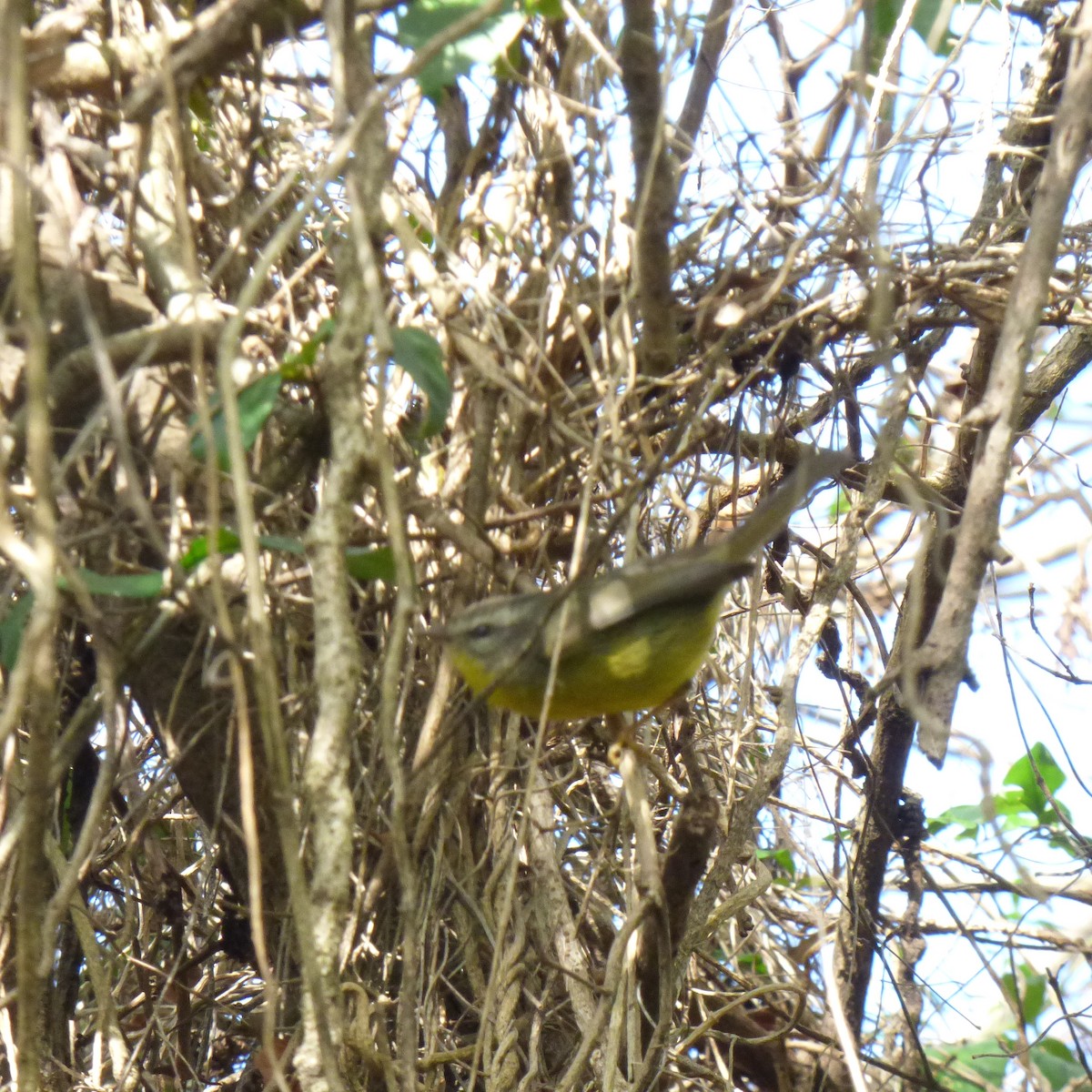 Golden-crowned Warbler - ML620701335