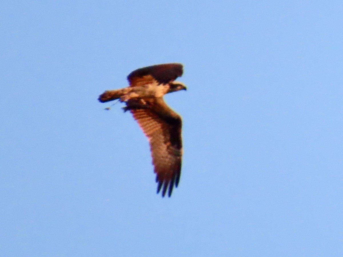 Águila Pescadora - ML620701336