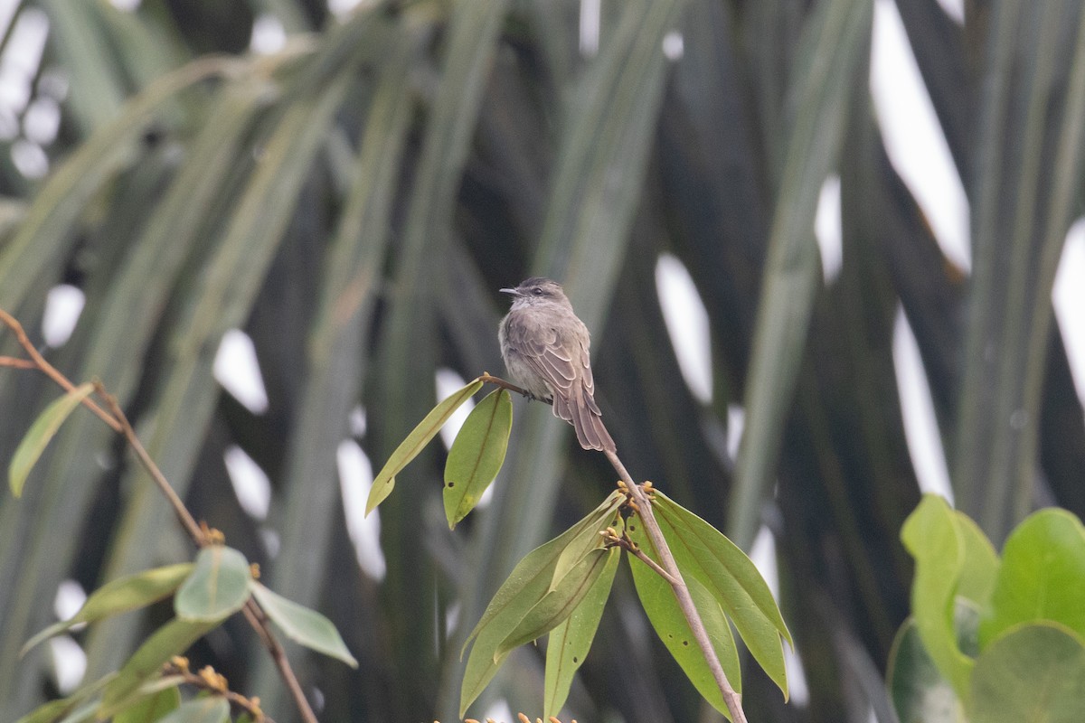 Crowned Slaty Flycatcher - ML620701342