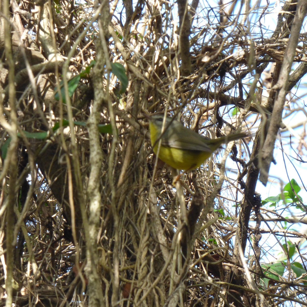 Golden-crowned Warbler - ML620701345