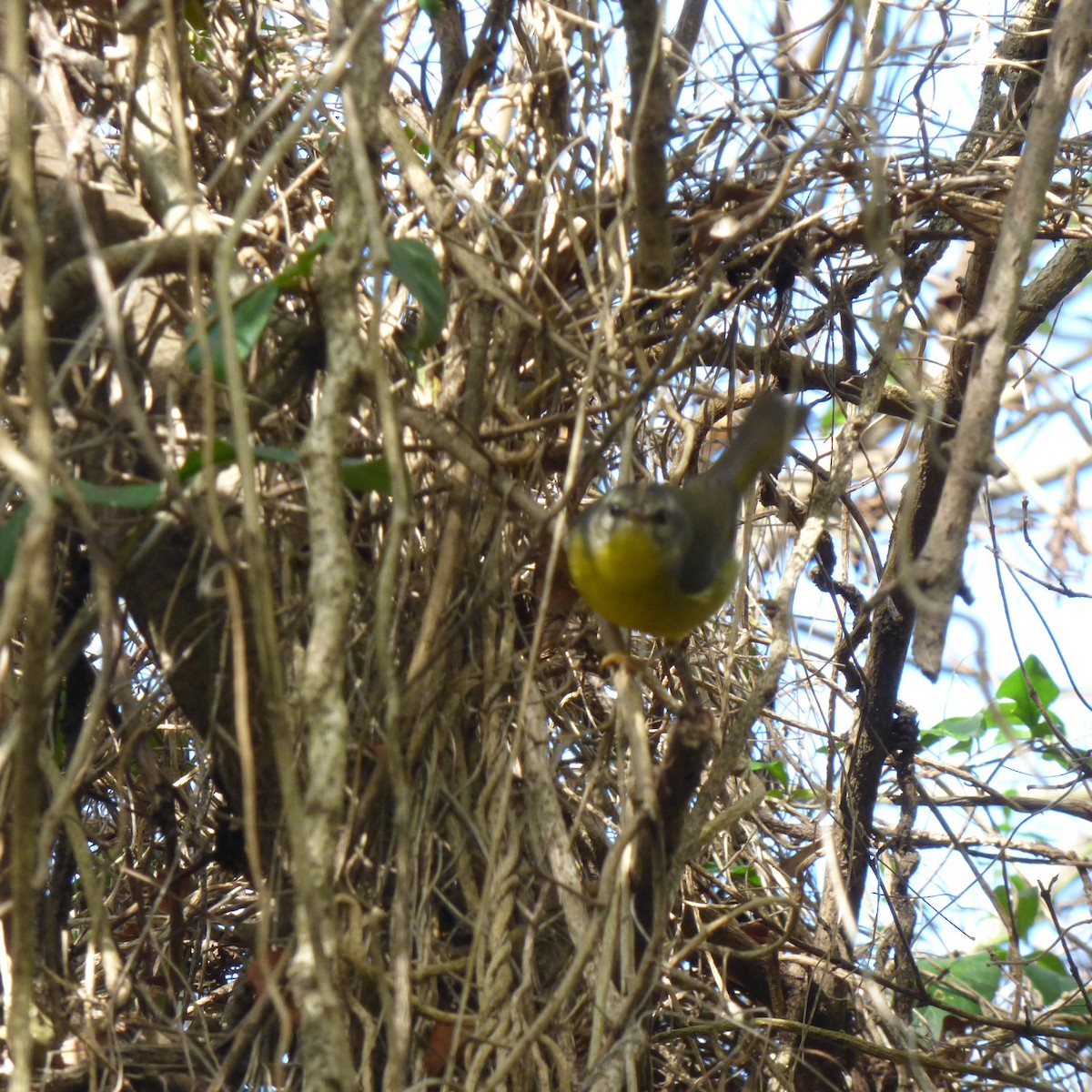 Golden-crowned Warbler - ML620701348