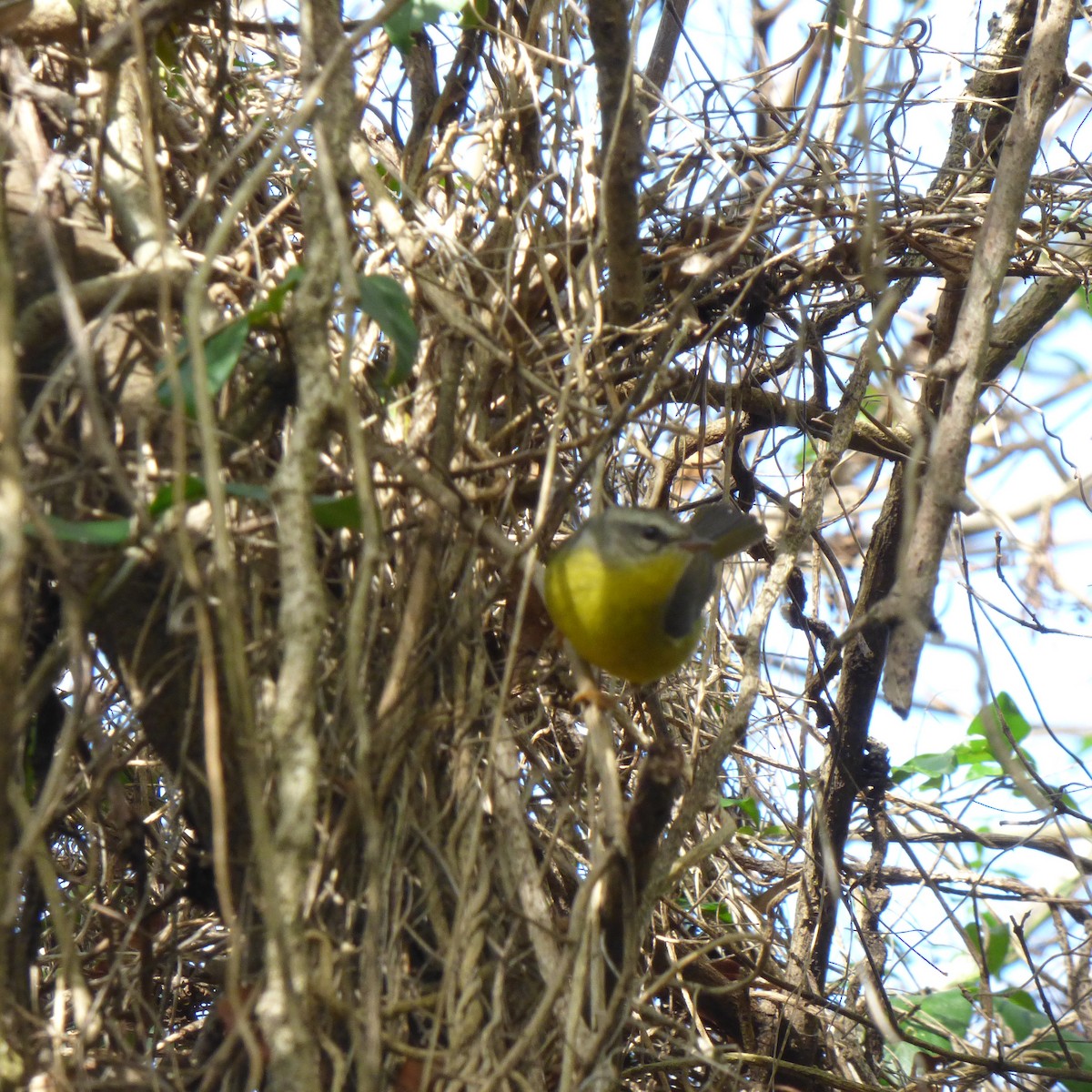 Golden-crowned Warbler - PAULA ARNAIZ