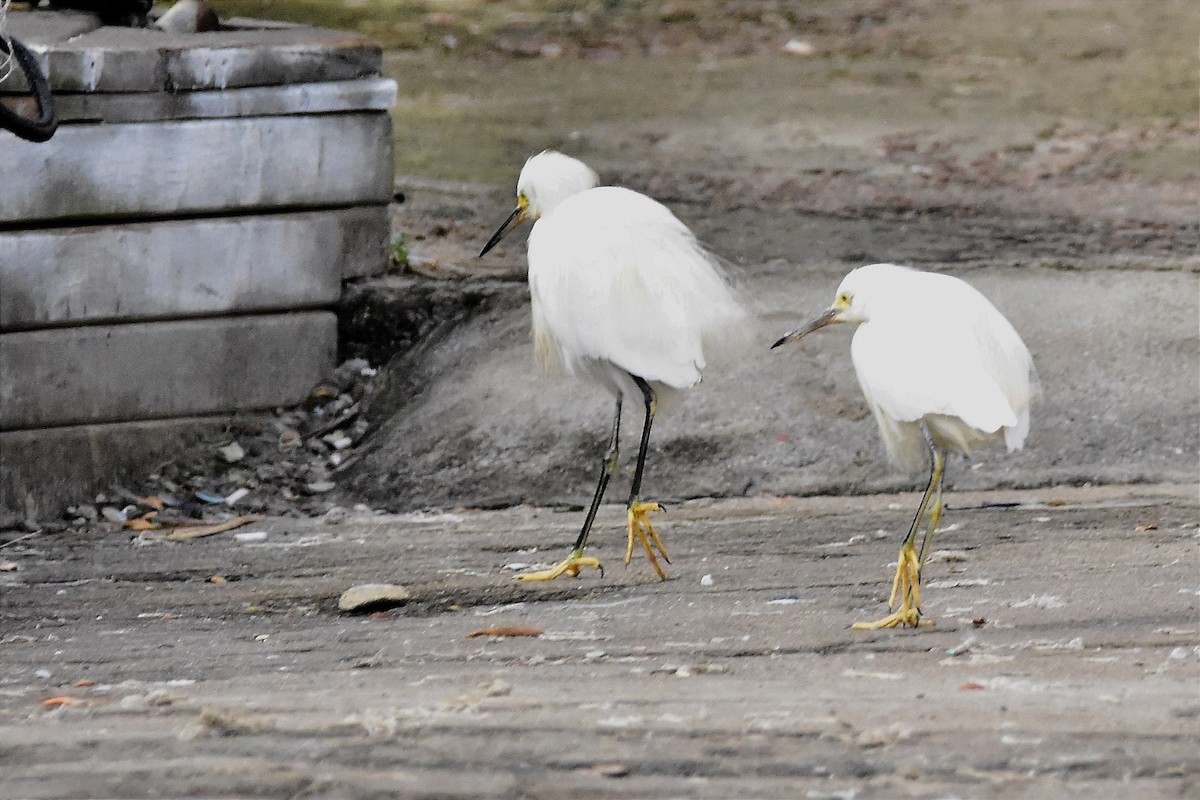 Snowy Egret - ML620701351