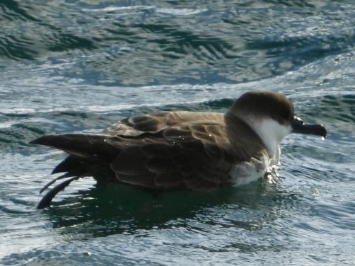 Great Shearwater - Therese Aubin