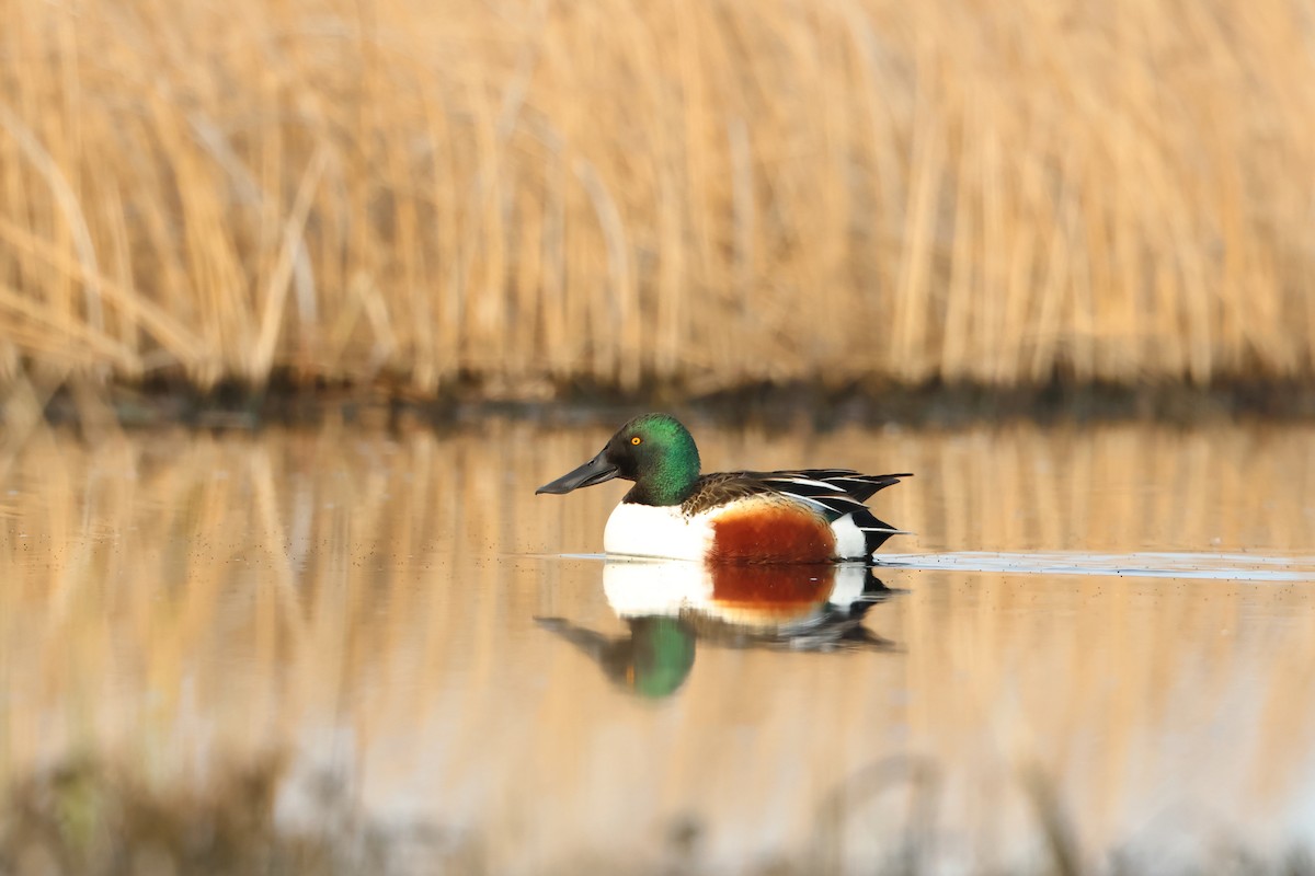 Northern Shoveler - ML620701354