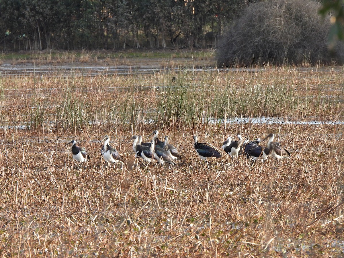 Straw-necked Ibis - ML620701355